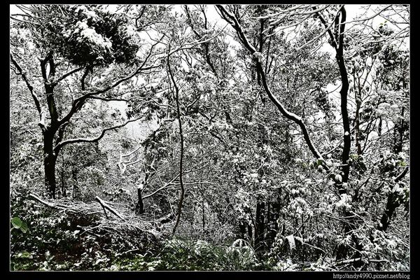 20150124汐止五指山賞雪6