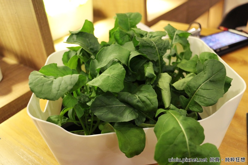 160226 新竹 腰果花018.JPG