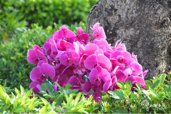 2016台南百花祭 .jpg