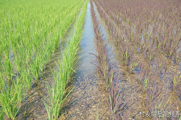 屏東農業博覽會：【遊記】｛屏東。長治鄉｝超多元超美麗的2016屏東熱帶農業博覽會！！千萬不能錯過