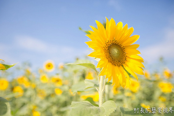 屏東農業博覽會：【遊記】｛屏東。長治鄉｝超多元超美麗的2016屏東熱帶農業博覽會！！千萬不能錯過