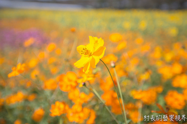 屏東農業博覽會：【遊記】｛屏東。長治鄉｝超多元超美麗的2016屏東熱帶農業博覽會！！千萬不能錯過