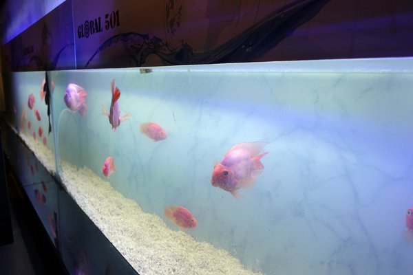 原村日式燒烤:(胖樺食記)新北中和連城路泰國蝦吃到飽「原村日式燒烤」/全球複合式運動休閒館/停車場/生啤無限暢飲/捷運永安市場站/明治冰淇淋