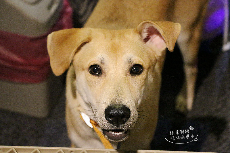 緒樂酒場-東區居酒屋072