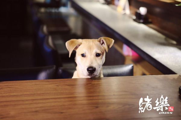 12801123_1224654900895361_4307430312563604859_n