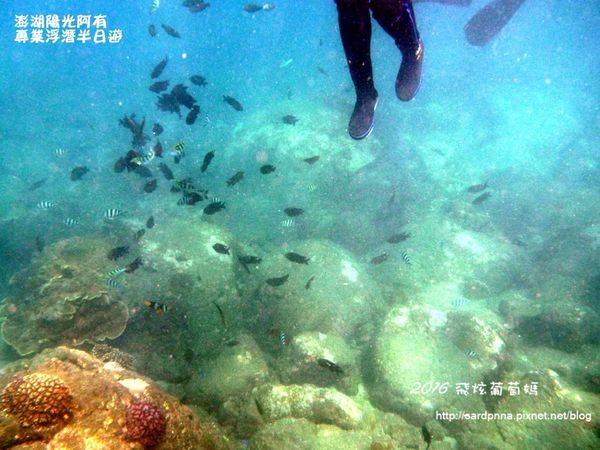澎湖陽光阿有浮潛 SABAI B&B (67).JPG