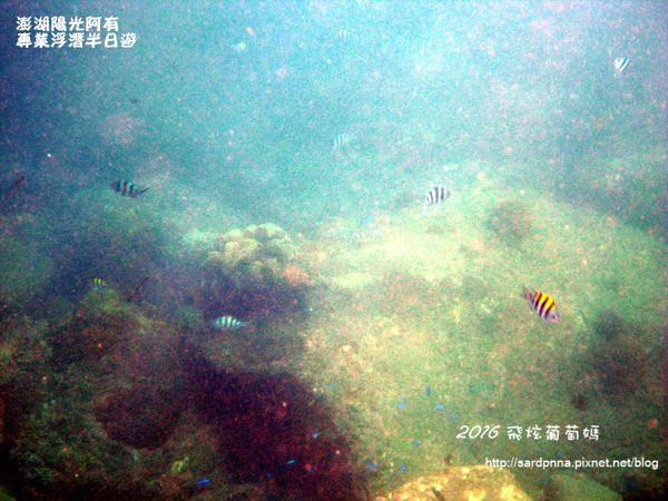 澎湖陽光阿有浮潛 SABAI B&B (89).JPG