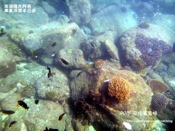 澎湖陽光阿有浮潛 SABAI B&B (83).JPG