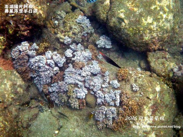 澎湖陽光阿有浮潛 SABAI B&B (110).JPG