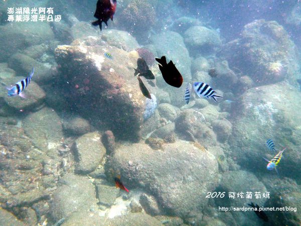 澎湖陽光阿有浮潛 SABAI B&B (72).JPG
