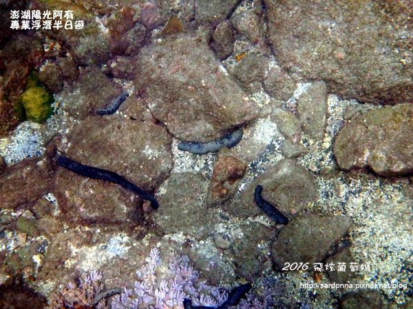 澎湖陽光阿有浮潛 SABAI B&B (111).JPG