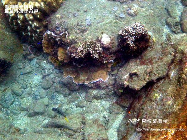 澎湖陽光阿有浮潛 SABAI B&B (109).JPG