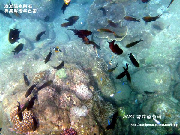 澎湖陽光阿有浮潛 SABAI B&B (80).JPG