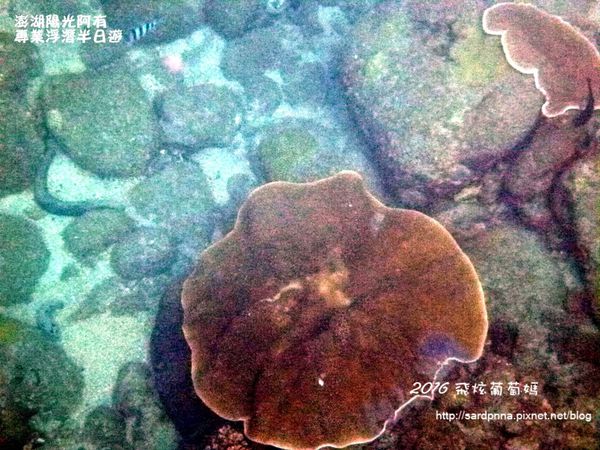 澎湖陽光阿有浮潛 SABAI B&B (101).JPG