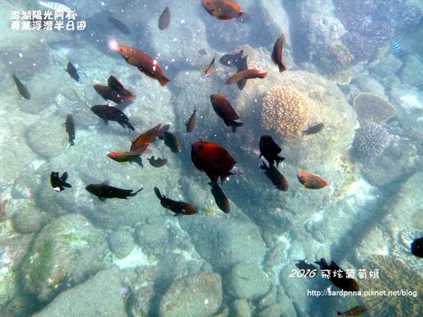 澎湖陽光阿有浮潛 SABAI B&B (84).JPG