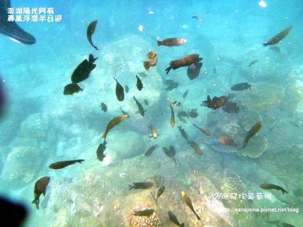 澎湖陽光阿有浮潛 SABAI B&B (78).JPG