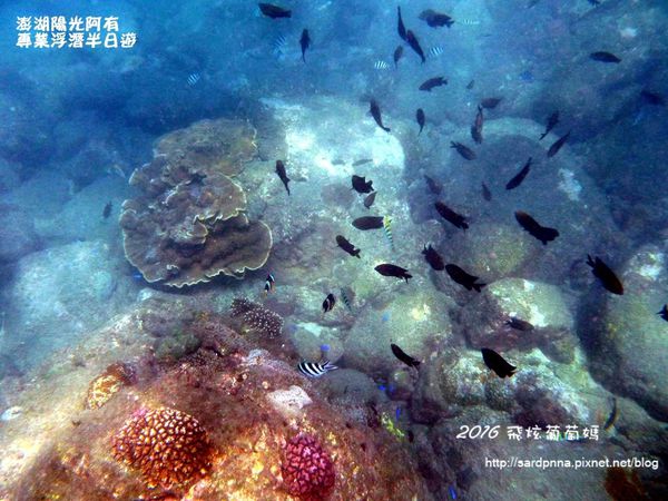 澎湖陽光阿有浮潛 SABAI B&B (68).JPG