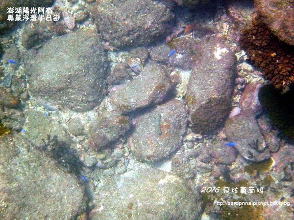 澎湖陽光阿有浮潛 SABAI B&B (64).JPG