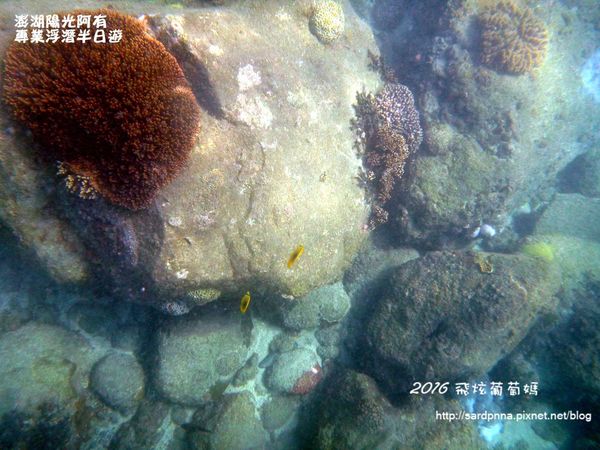 澎湖陽光阿有浮潛 SABAI B&B (95).JPG