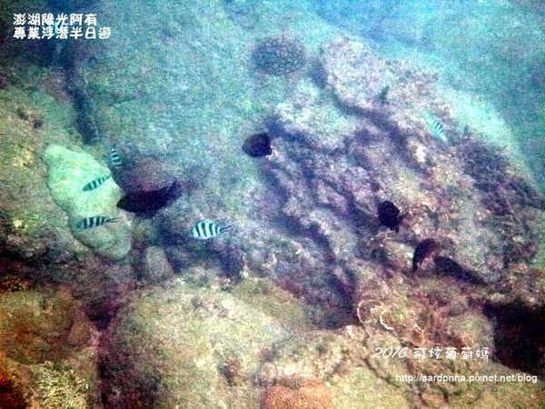 澎湖陽光阿有浮潛 SABAI B&B (102).JPG