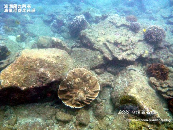 澎湖陽光阿有浮潛 SABAI B&B (107).JPG