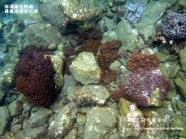 澎湖陽光阿有浮潛 SABAI B&B (106).JPG