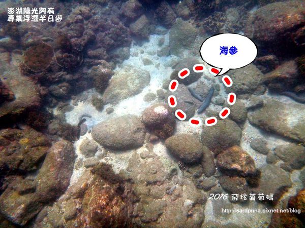 澎湖陽光阿有浮潛 SABAI B&B (62).JPG