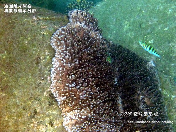 澎湖陽光阿有浮潛 SABAI B&B (105).JPG