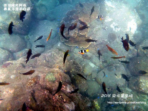 澎湖陽光阿有浮潛 SABAI B&B (81).JPG