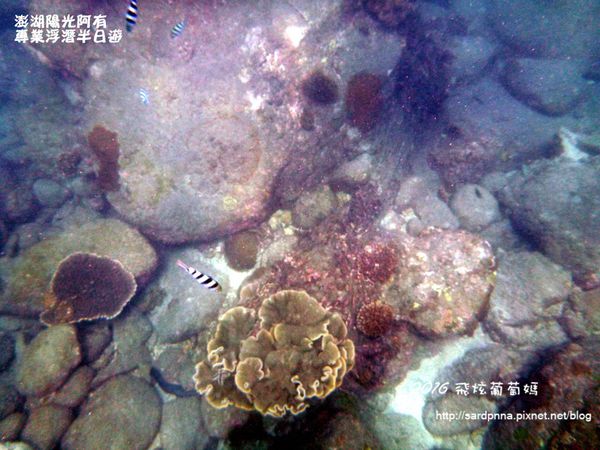 澎湖陽光阿有浮潛 SABAI B&B (87).JPG