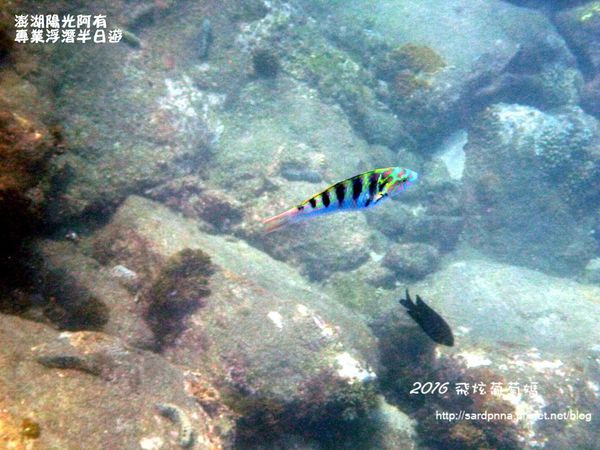 澎湖陽光阿有浮潛 SABAI B&B (65).JPG