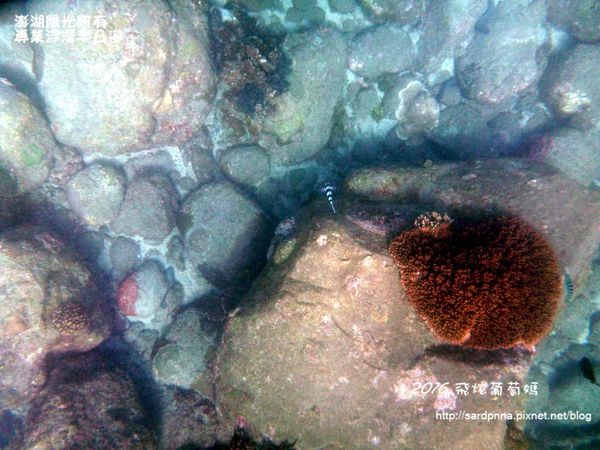 澎湖陽光阿有浮潛 SABAI B&B (94).JPG