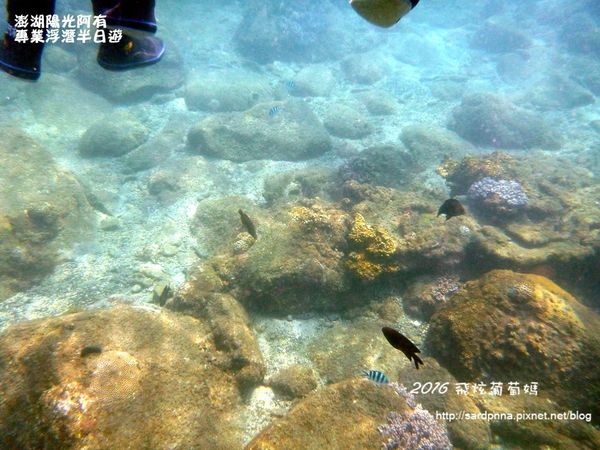 澎湖陽光阿有浮潛 SABAI B&B (60).JPG