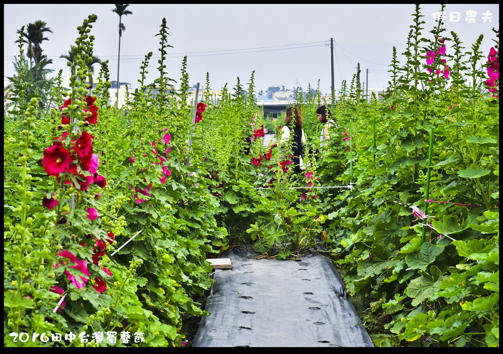 2016田中台灣蜀藝節DSC_9556