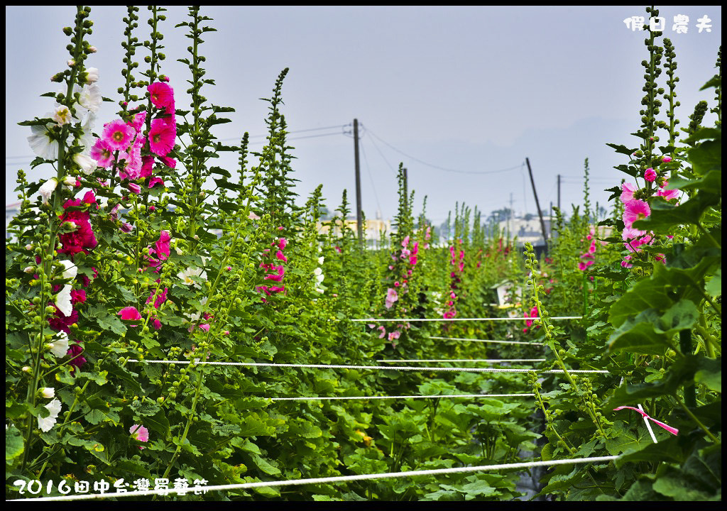 2016田中台灣蜀藝節DSC_9558