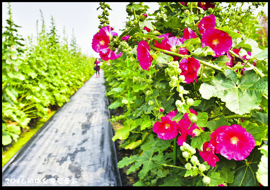 2016田中台灣蜀藝節DSC_9479