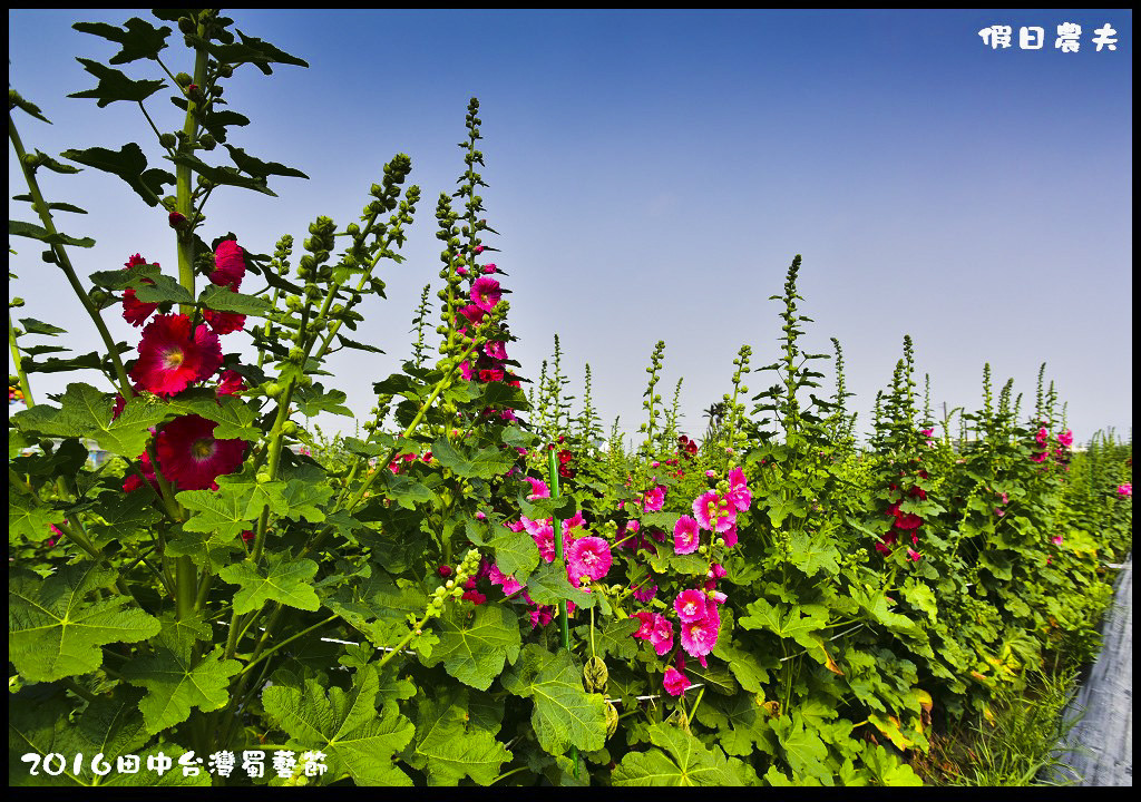 2016田中台灣蜀藝節DSC_9477