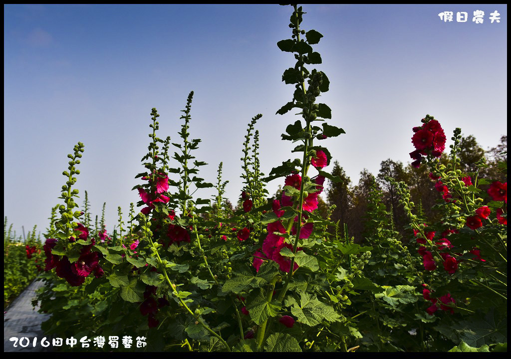 2016田中台灣蜀藝節DSC_9481