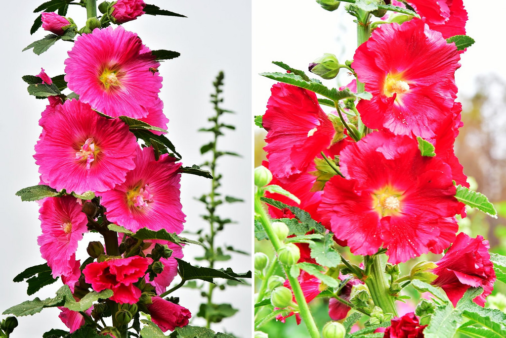 2016田中台灣蜀藝節0002