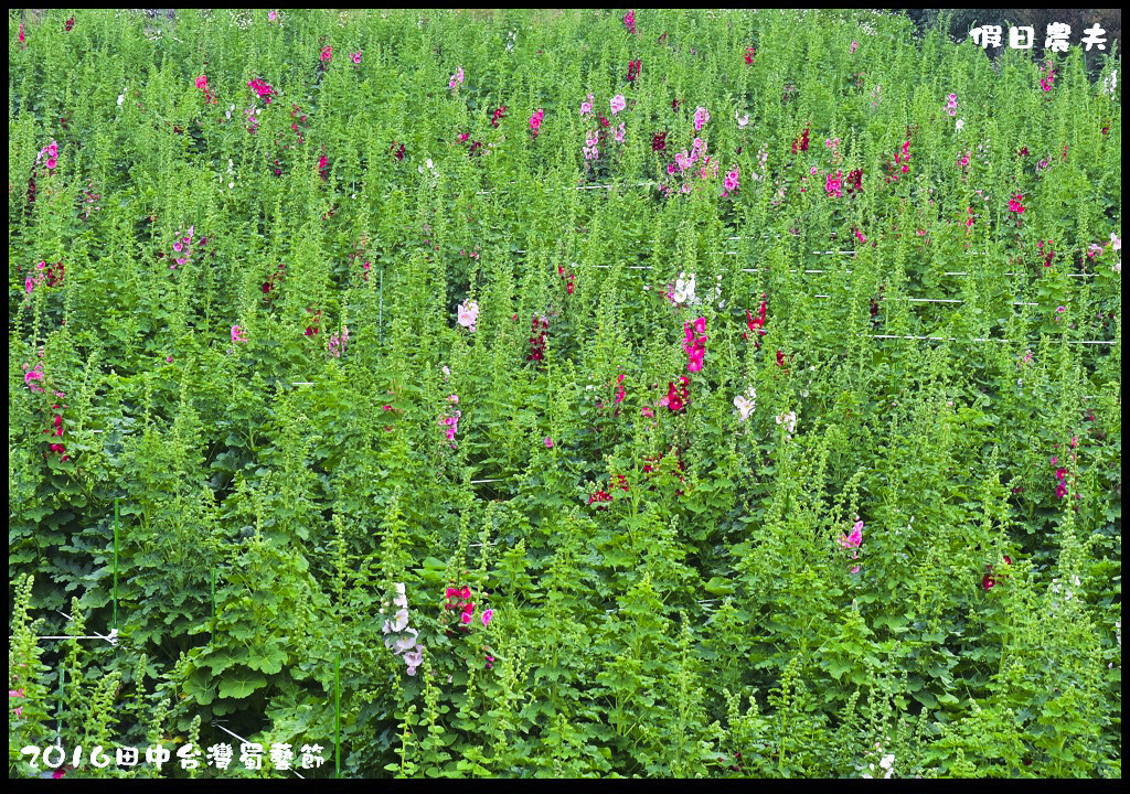 2016田中台灣蜀藝節DSC_9587