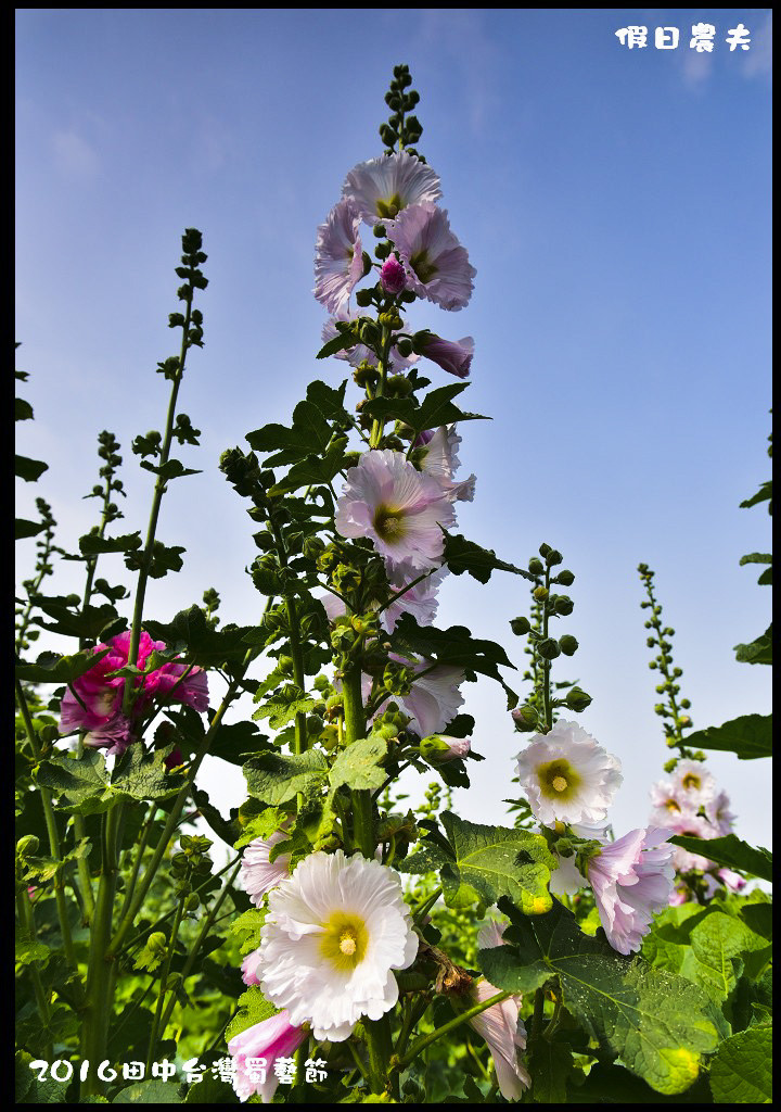 2016田中台灣蜀藝節DSC_9475