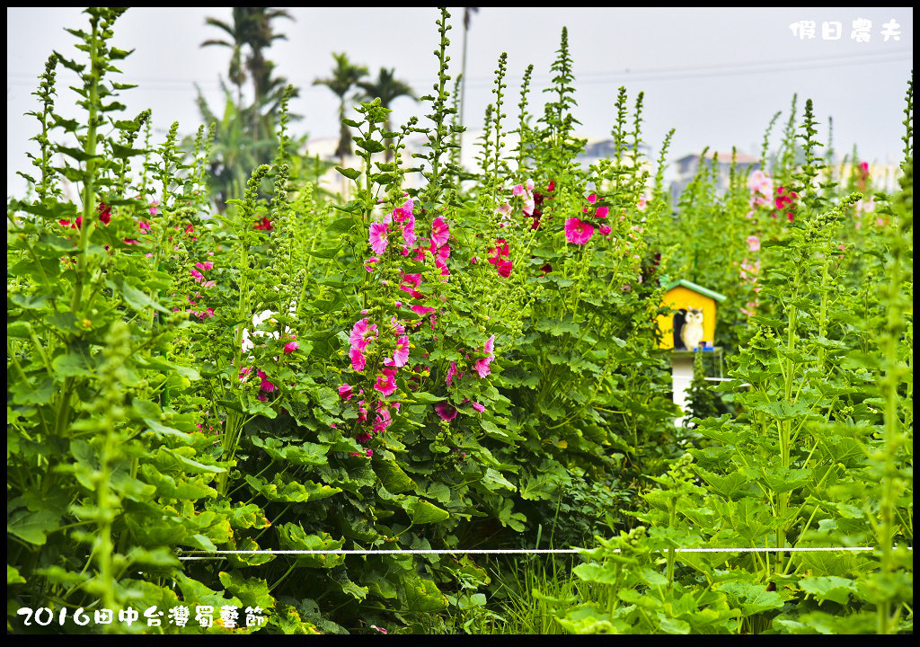 2016田中台灣蜀藝節DSC_9599
