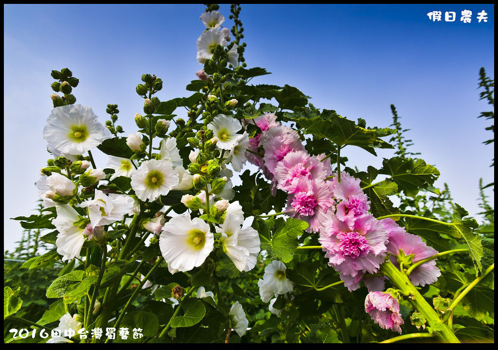 2016田中台灣蜀藝節DSC_9488