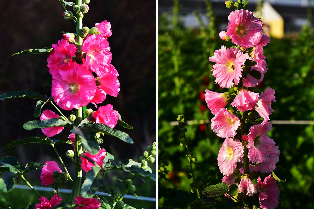 2016田中台灣蜀藝節0001