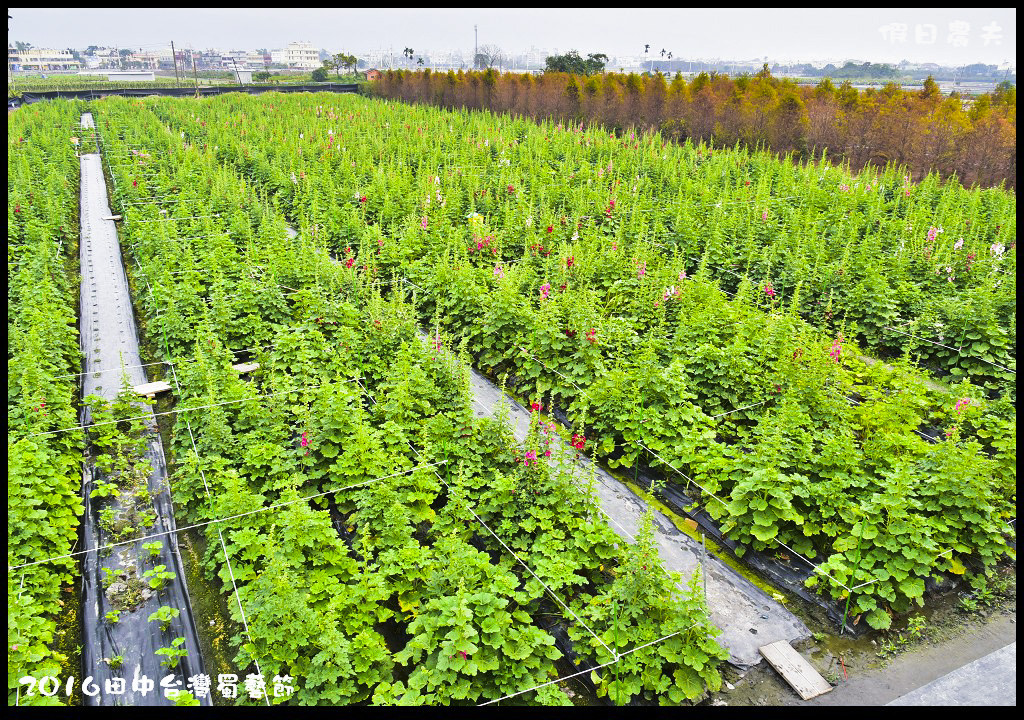 2016田中台灣蜀藝節DSC_9577