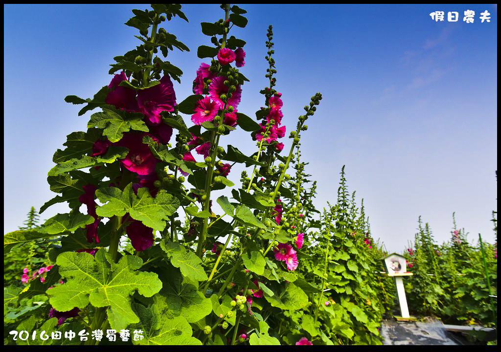 2016田中台灣蜀藝節DSC_9487