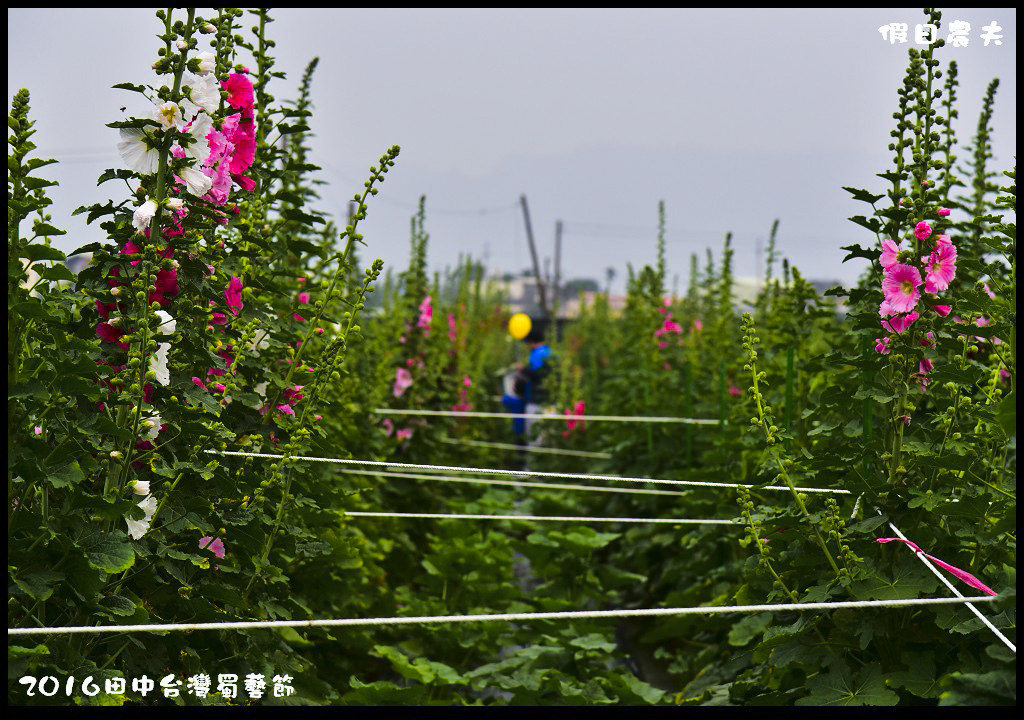 2016田中台灣蜀藝節DSC_9597