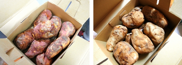 烤地瓜:〖台中│美食〗烤地瓜 ❤ 香貢貢ㄟ咻憨吉抵家~香氣濃郁,滋味香甜,就連小蜜蜂都聞香而來呢!!