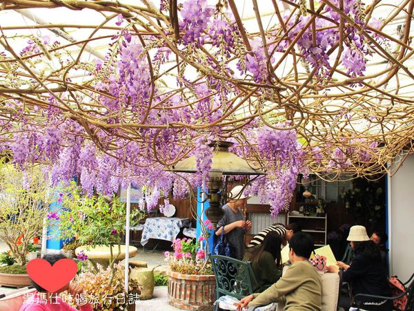 嘉義_梅山鄉_瑞里_阿喜紫藤民宿_紫藤花_13
