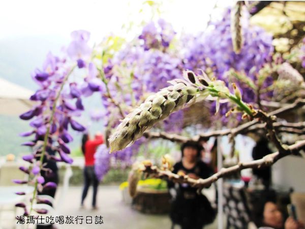 嘉義_梅山鄉_瑞里_阿喜紫藤民宿_紫藤花_16